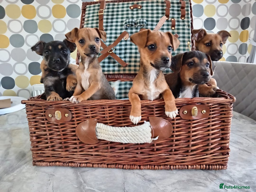 Jack Russell dogs for sale: Jack Russell Puppies Available Now  - Image 6