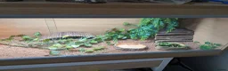 Bearded Dragon reptiles for sale: Bearded Dragon and Full set up in Walsall - Advert 6