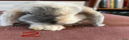 Mini Lop rabbits for sale: Beautiful Mini Lop Babies in Loughborough - Advert 19