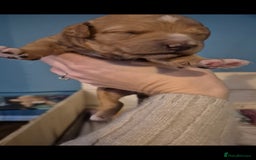 Australian Labradoodle dogs for sale: Australian Labradoodle Puppies  - Advert 8