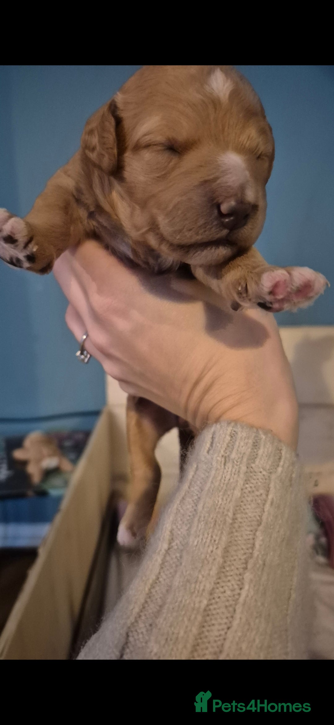 Australian Labradoodle dogs for sale: Australian Labradoodle Puppies  - Advert 8