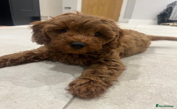 Cavapoo dogs - Advert 1