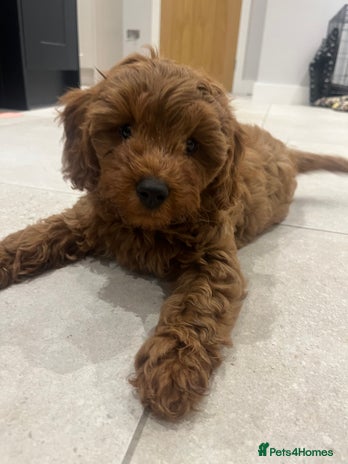 Cavapoo dogs - Advert 1