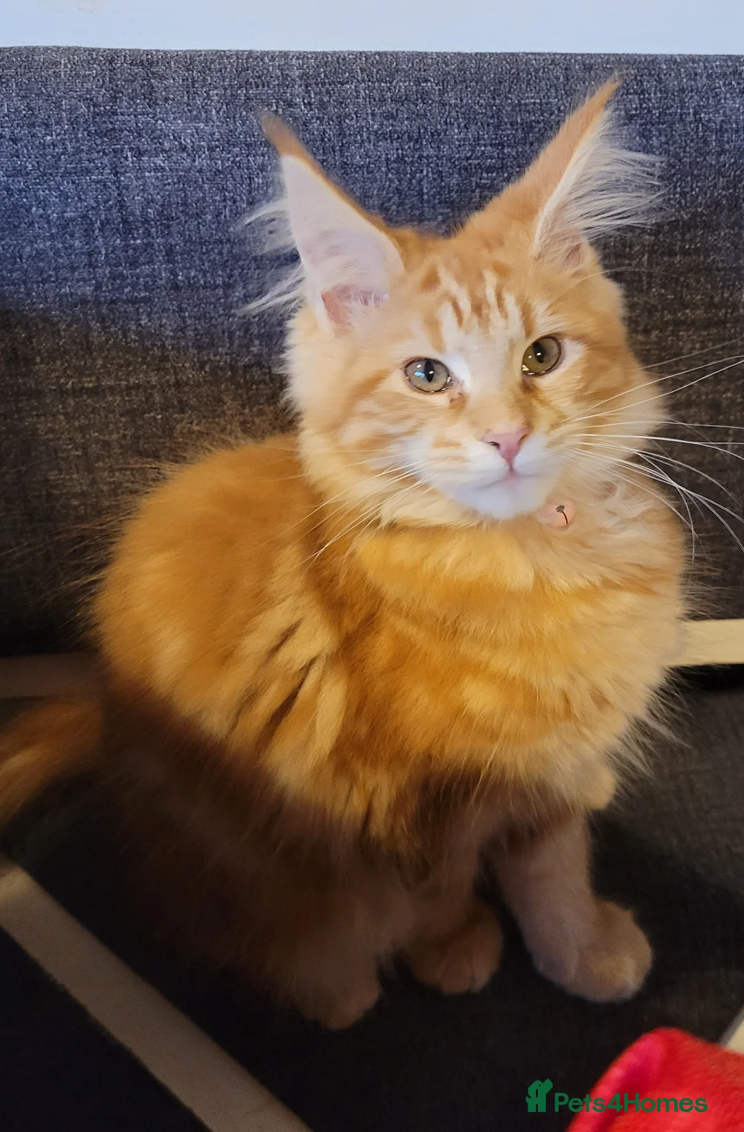 Maine Coon cats for sale: Ginger Maine Coon Kittens  - Advert 18