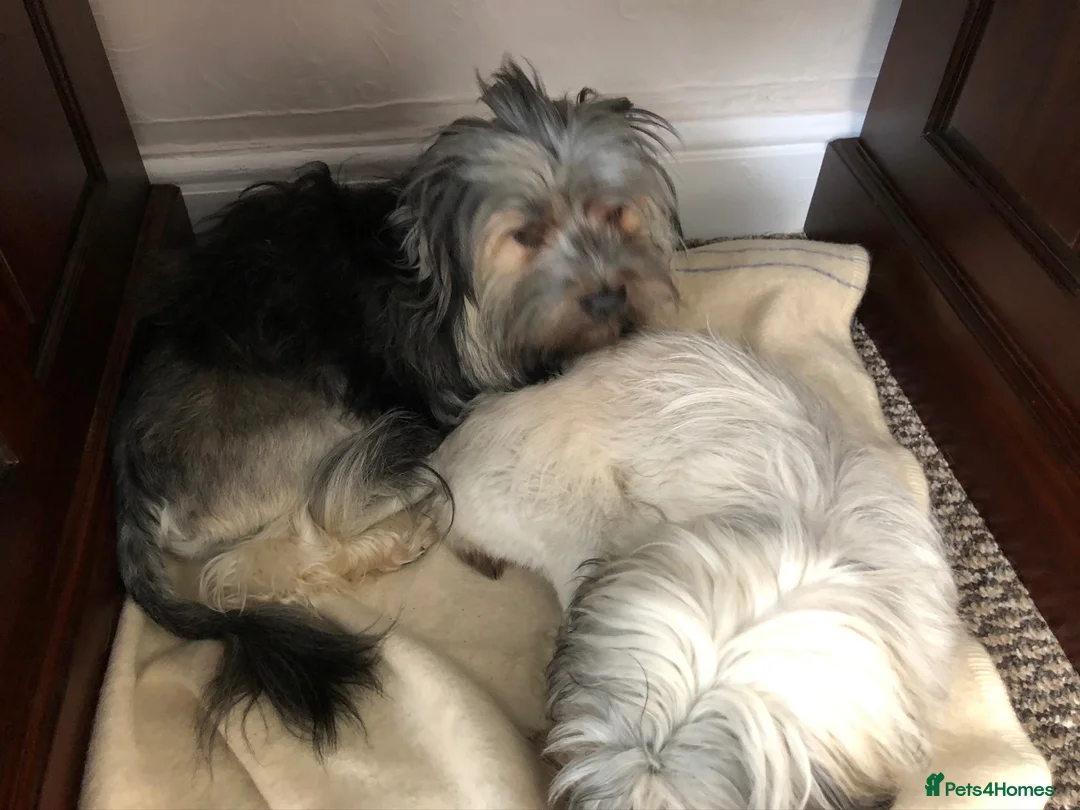 Lowchen dogs for sale: ‼️⭐️⭐️REDUCED KC Awesome Charlie⭐️⭐️‼️ - Advert 14