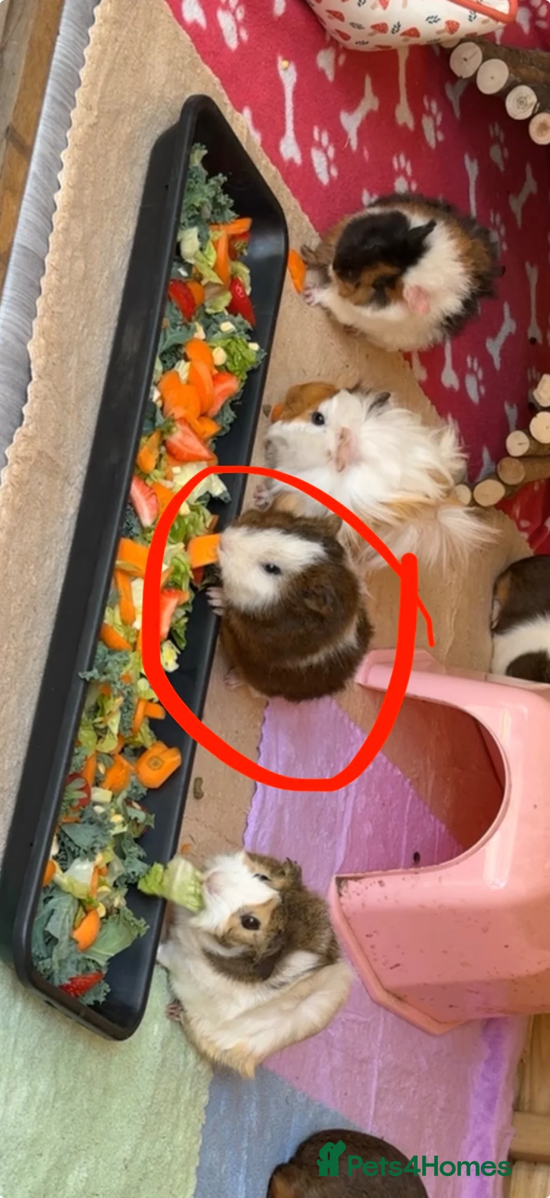 Guinea Pig rodents for sale: 3 sows 1 boar ready for homes - Advert 2