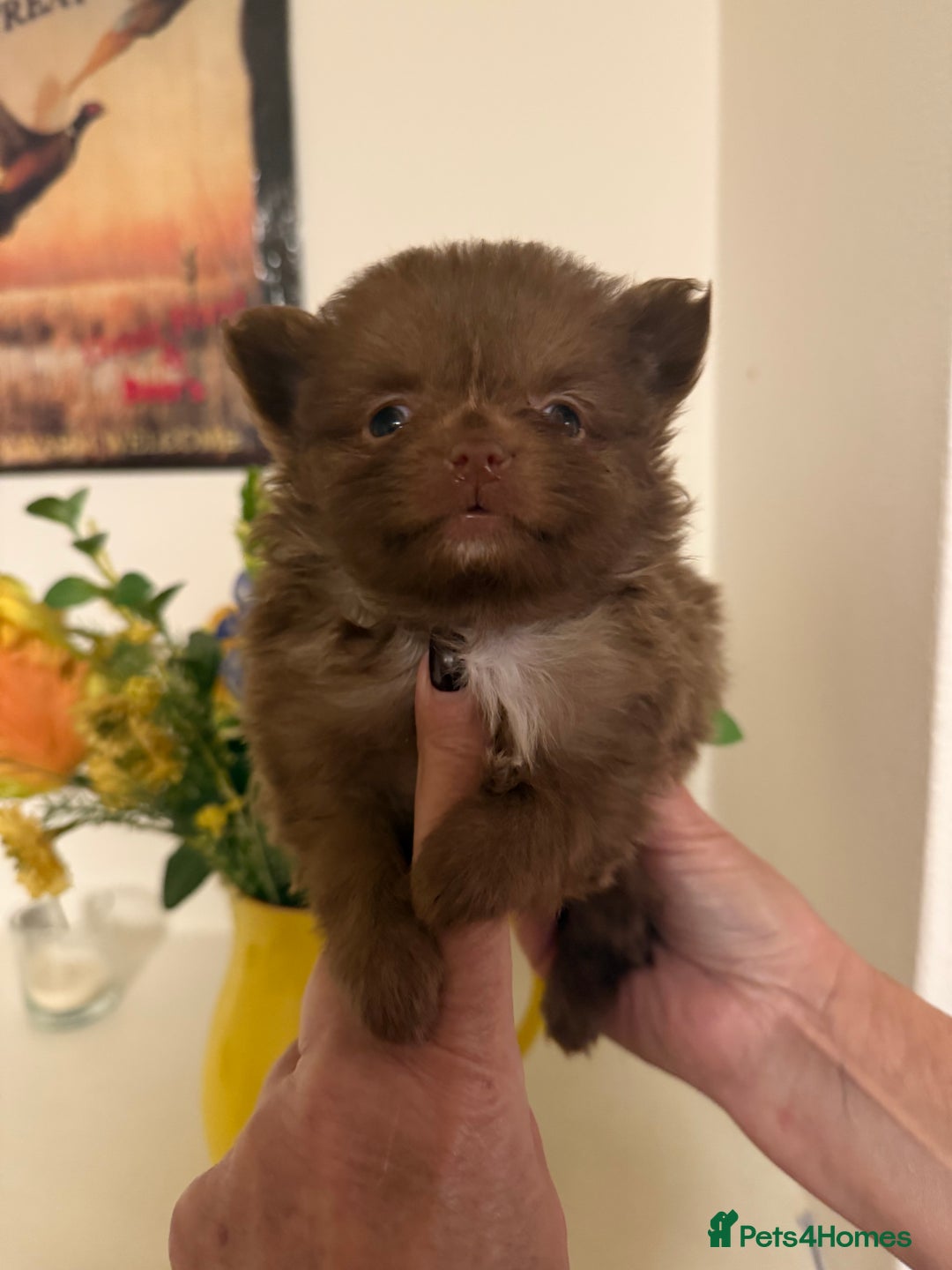 Pomeranian dogs for sale: POMERANIAN FEMALE KENNEL CLUB REGISTERED 🧸 FACES - Advert 3