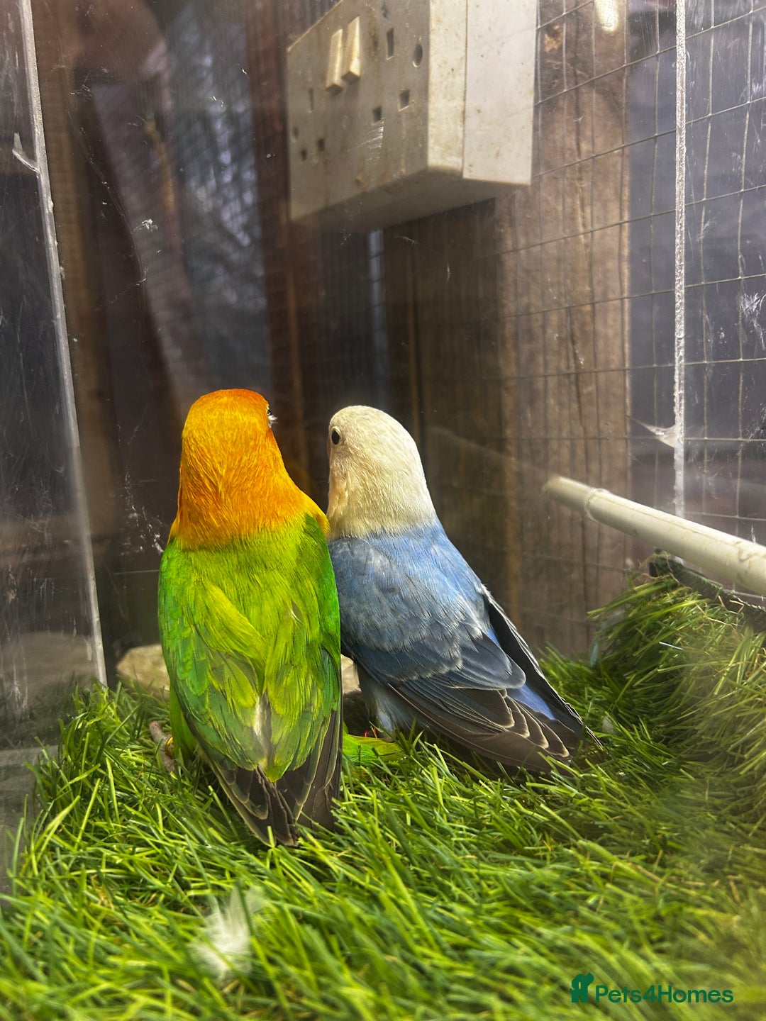 Lovebirds birds for sale: Mutations oplines Fishers lovebirds in Birmingham - Image 13