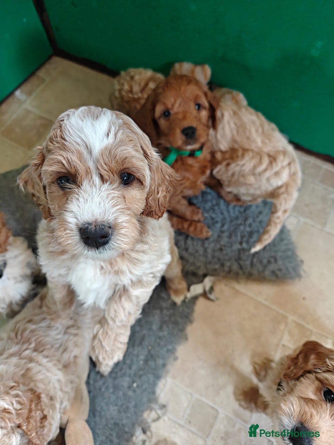 Cockapoo dogs for sale: Gorgous F1B Cockapoo Puppies ready 12th October  - Image 6