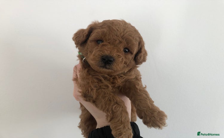 Poochon dogs - Advert 1