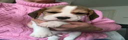 Beagle dogs for sale: KC Reg Pure Pedigree champ Beagle  - Advert 35