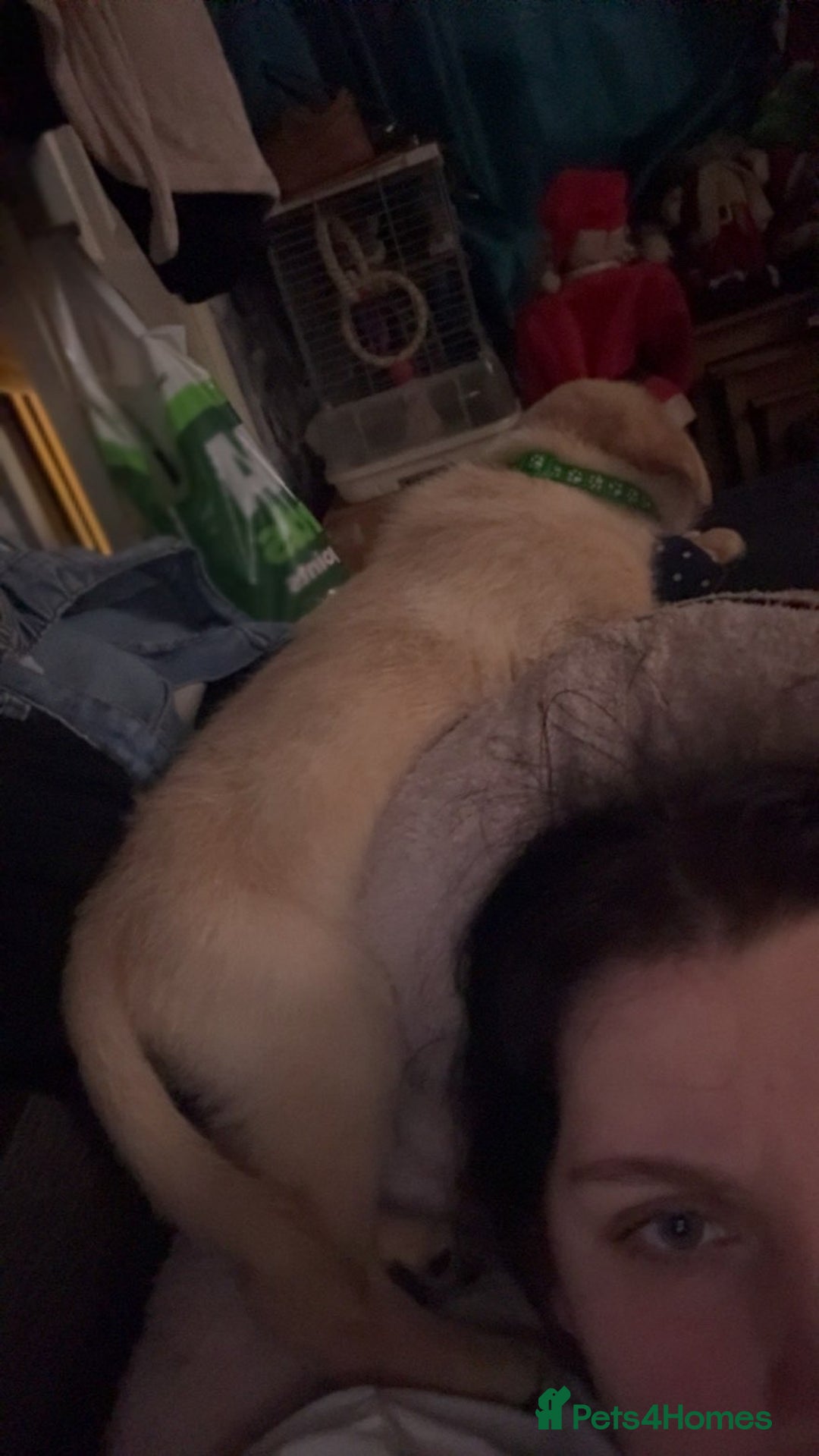 Labrador Retriever dogs for sale: White lab male - Advert 20