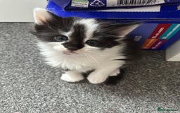 Mixed Breed cats for sale: 4 adorable male Siberian mix kittens 🐾 - Image 10
