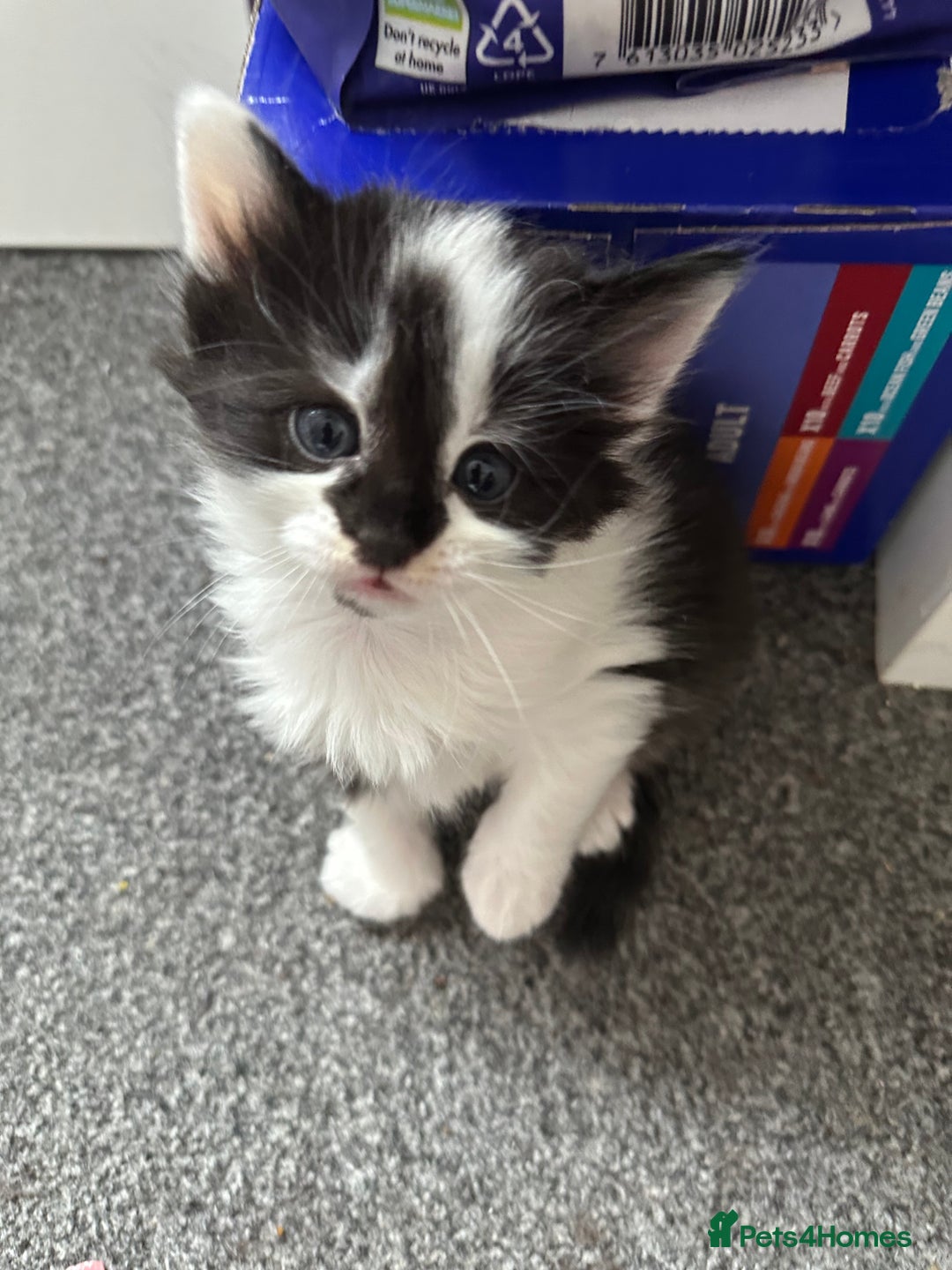 Mixed Breed cats for sale: 4 adorable male Siberian mix kittens 🐾 - Image 10