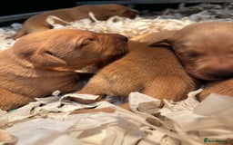 Labrador Retriever dogs for sale: KC Registered Fox Red Labradors - Image 1