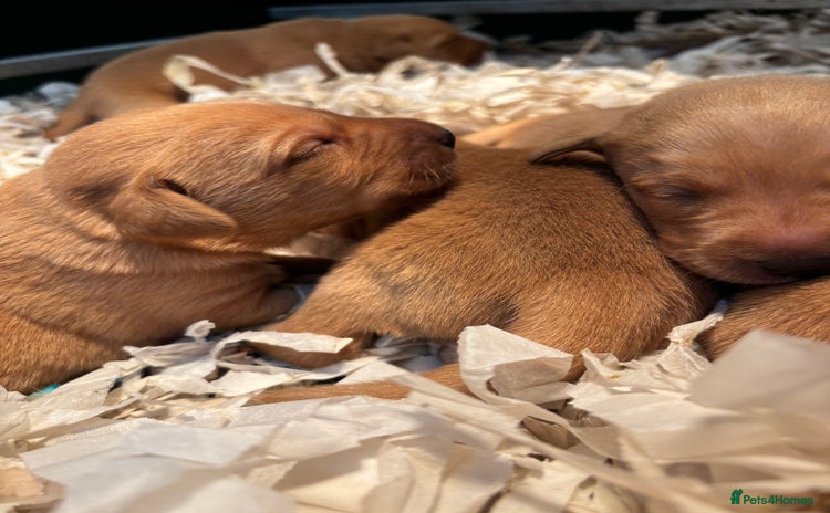 Labrador Retriever dogs - Advert 1