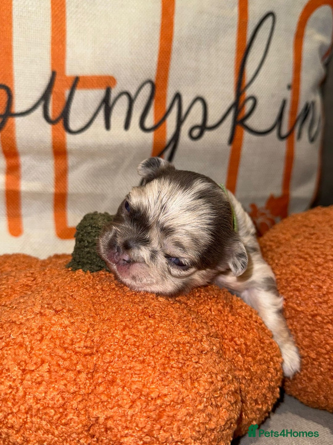 French Bulldog dogs for sale: 3 weeks old Fluffy french bulldog puppies - Image 6