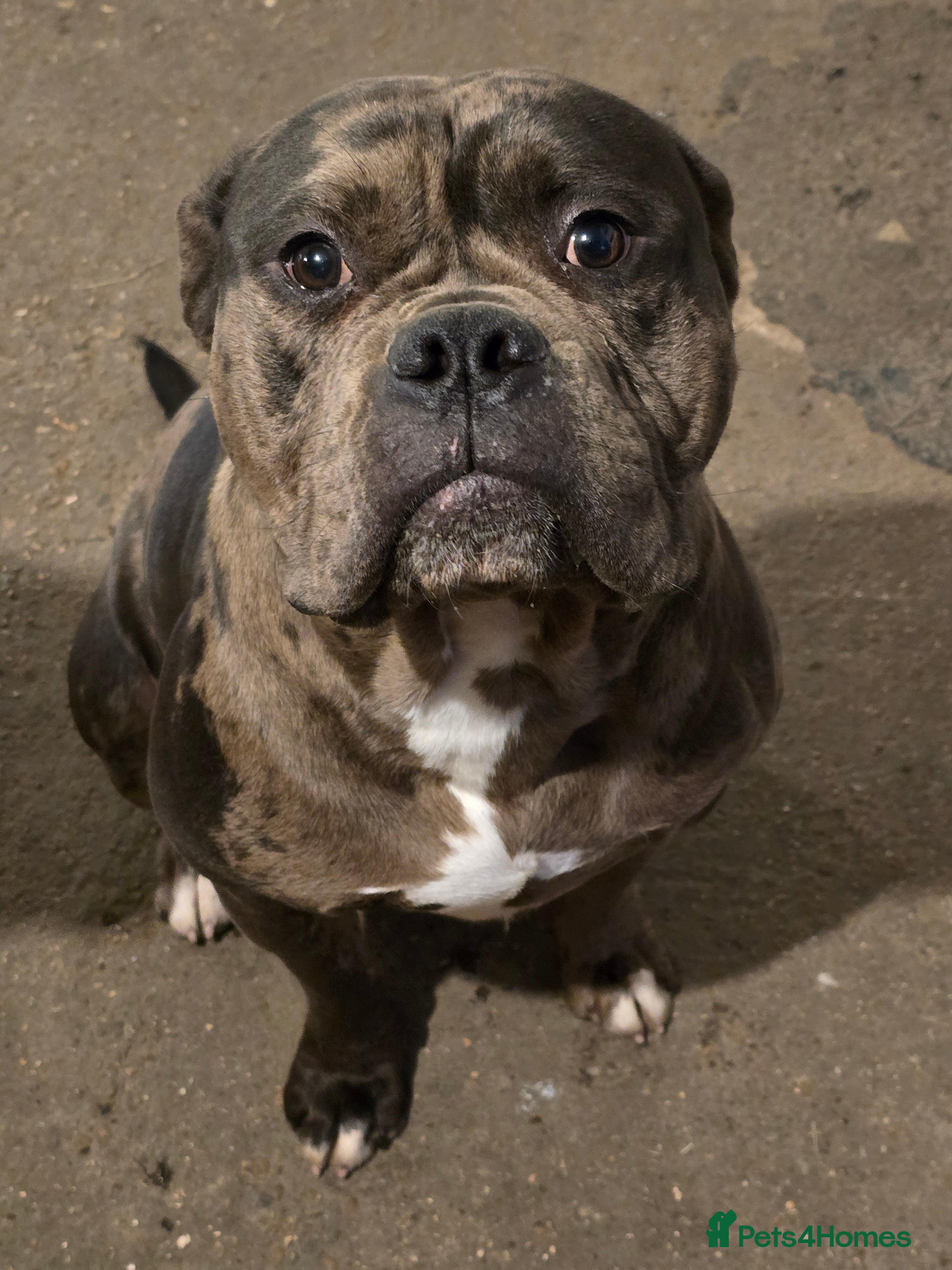 Mixed Breed dogs Yogi for sale  - Advert 3