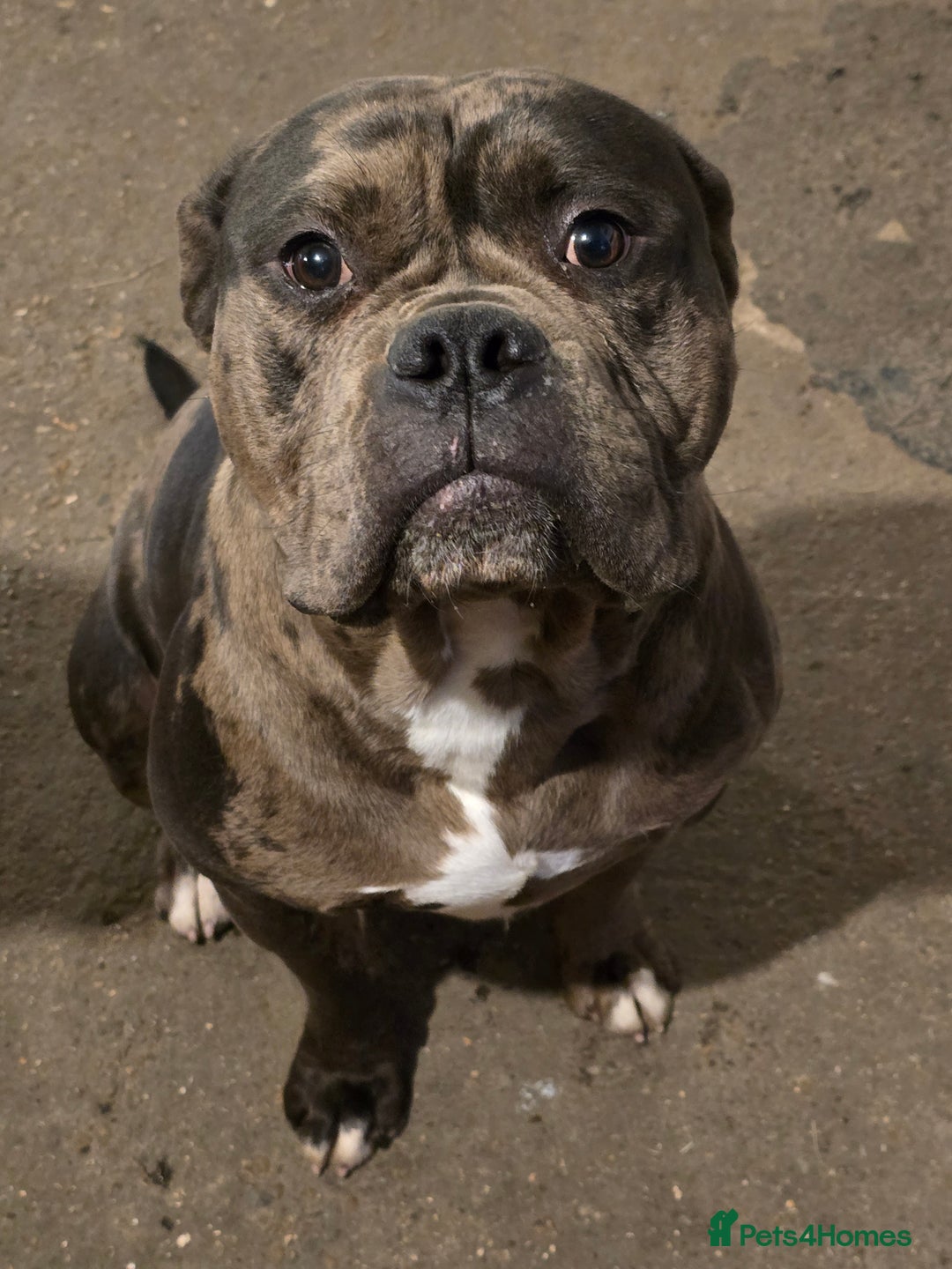 Mixed Breed dogs for sale: Yogi for sale  - Advert 1