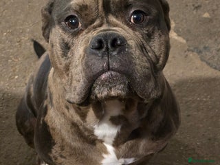 Mixed Breed dogs Yogi for sale - Advert 3