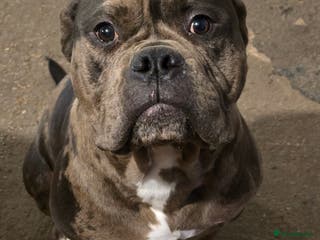 Mixed Breed dogs Yogi for sale - Advert 8