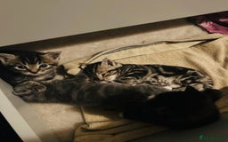 Mixed Breed cats for sale: X3 Gorgeous Kittens. GREY GONE!  - Image 6