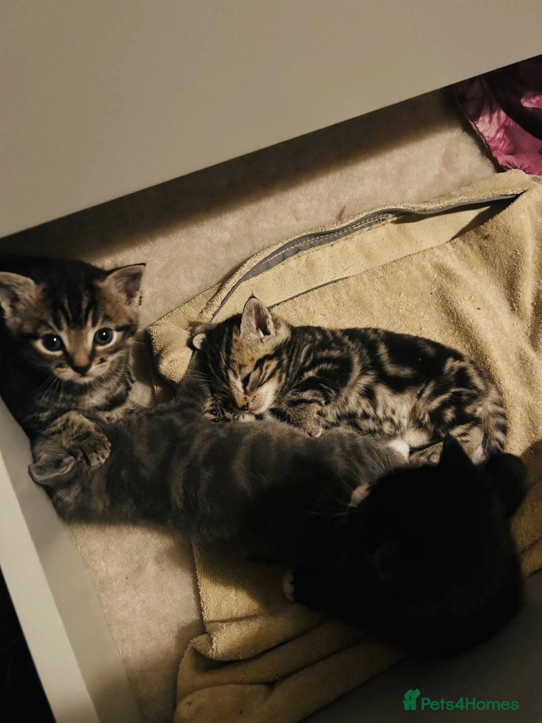 Mixed Breed cats for sale: X3 Gorgeous Kittens. GREY GONE!  - Image 6