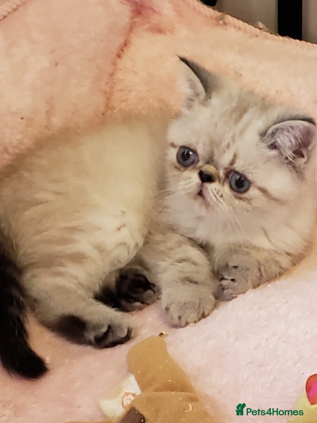 Exotic cats for sale: Fabulous  Colour Point Baby - Advert 2