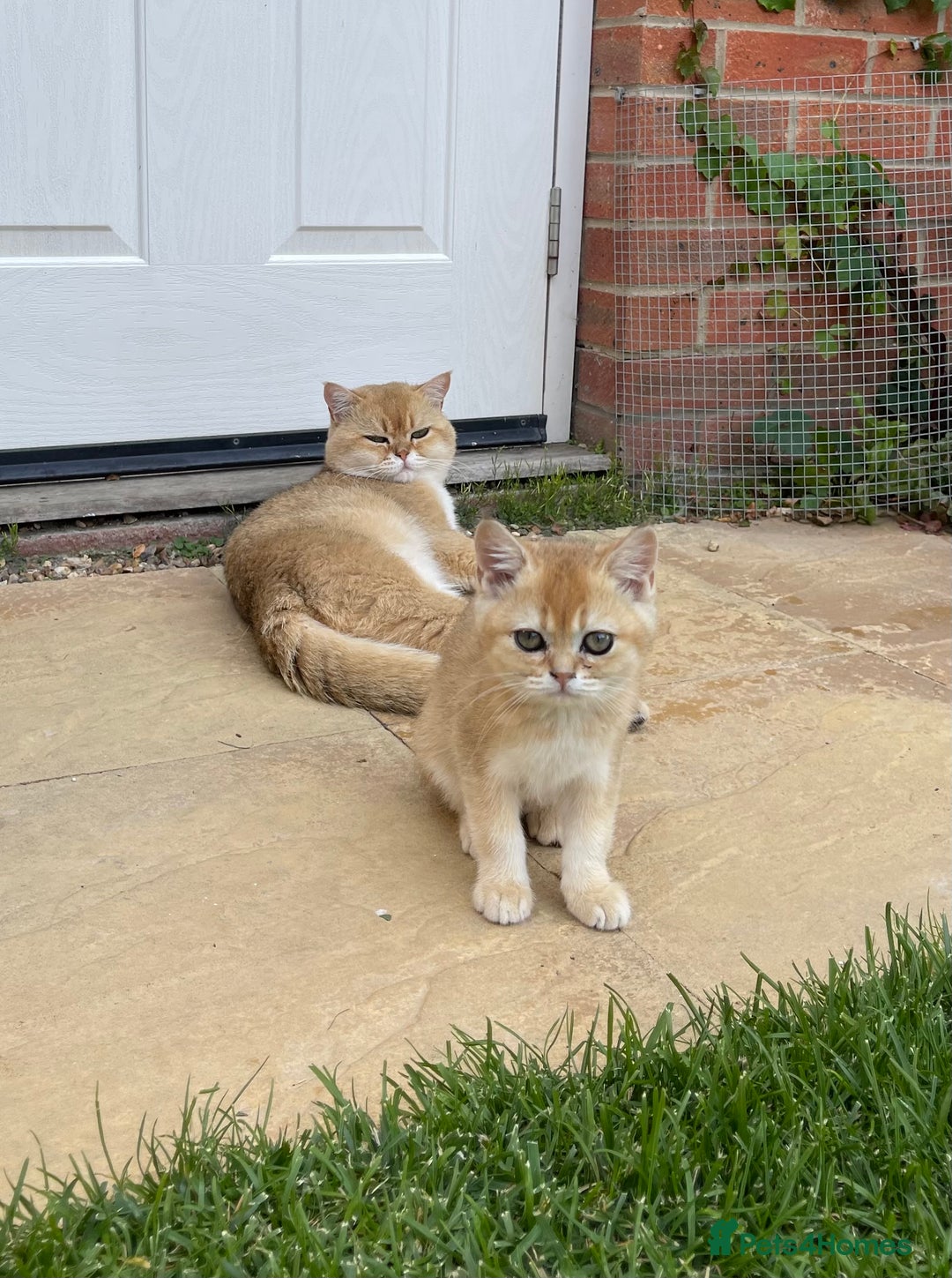 Scottish Fold cats for sale: SUMMER SALE LUXURY GOLDEN CHINCHILLA SCOTTISH FOLD - Image 5