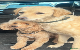 Goldendoodle dogs for sale: Absolutely Stunning Goldendoodle Curly 🐾 - Image 2