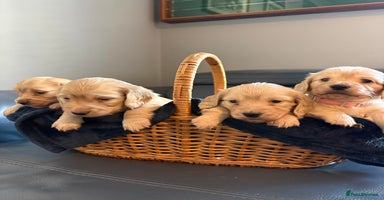 Miniature Dachshund dogs KC Cream Long Haired Miniature Dachshunds - Advert 11