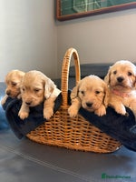 Miniature Dachshund dogs KC Cream Long Haired Miniature Dachshunds - Advert 1