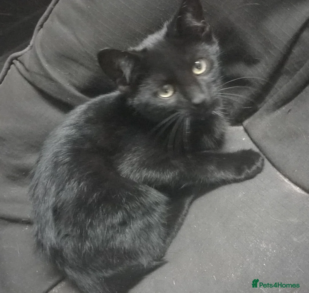 Bombay cats for sale: Black kittens for sale in Northwich - Advert 2