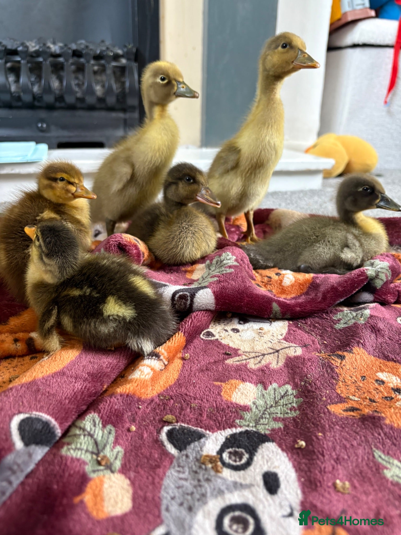 Ducks poultry Indian runner ducklings x6 - Advert 2