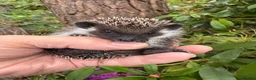 Pygmy Hedgehog rodents for sale: Stunning tame babies ready with/without set up  - Advert 13