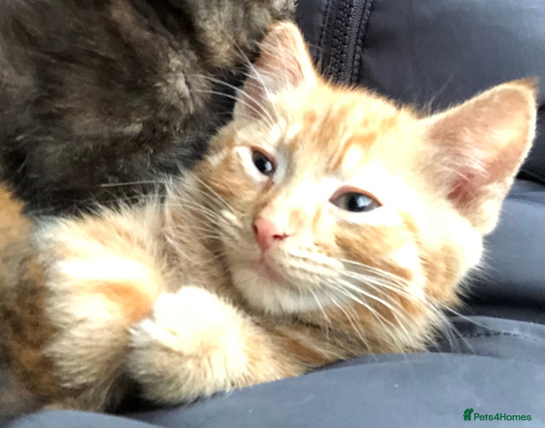 Mixed Breed cats for sale: 3 kittens available in Warrington! 2 male 1 female - Advert 3