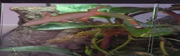 Gecko reptiles for sale: giant Madagascan day Gecko - Advert 5