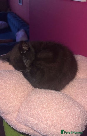 Domestic Shorthair cats - Advert 13