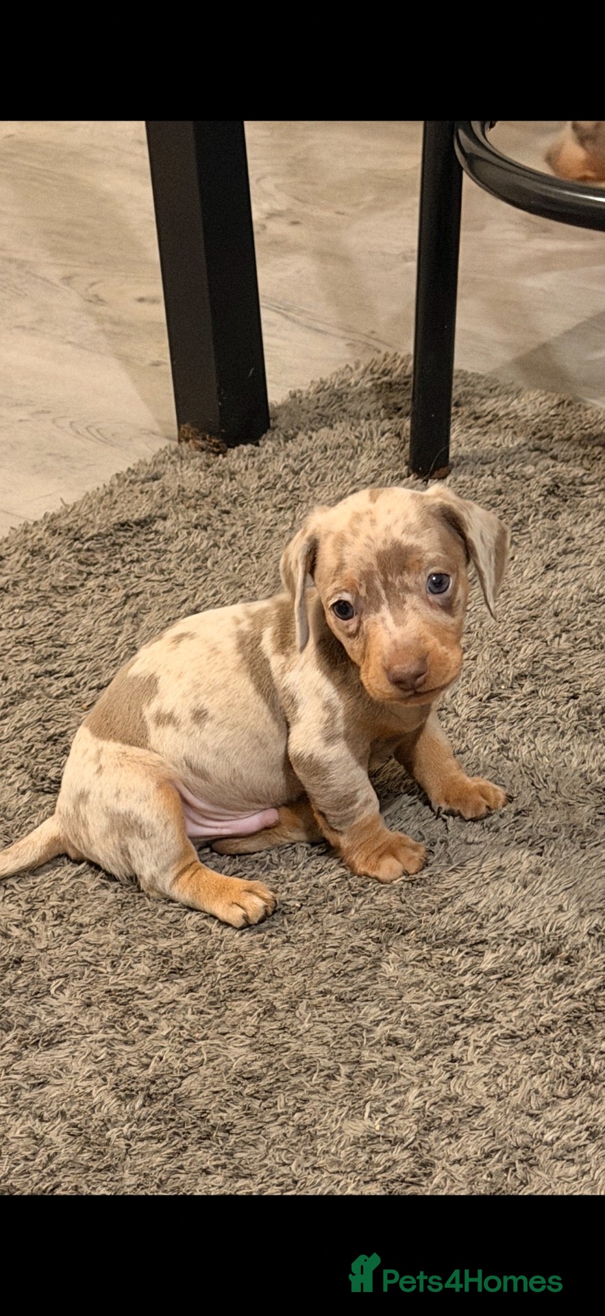 Miniature Dachshund dogs Miniature dachshund puppies  - Advert 11