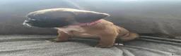 Boxer dogs for sale: 4 k.c boxer puppies ready for there new homes  in Sowerby Bridge - Advert 5