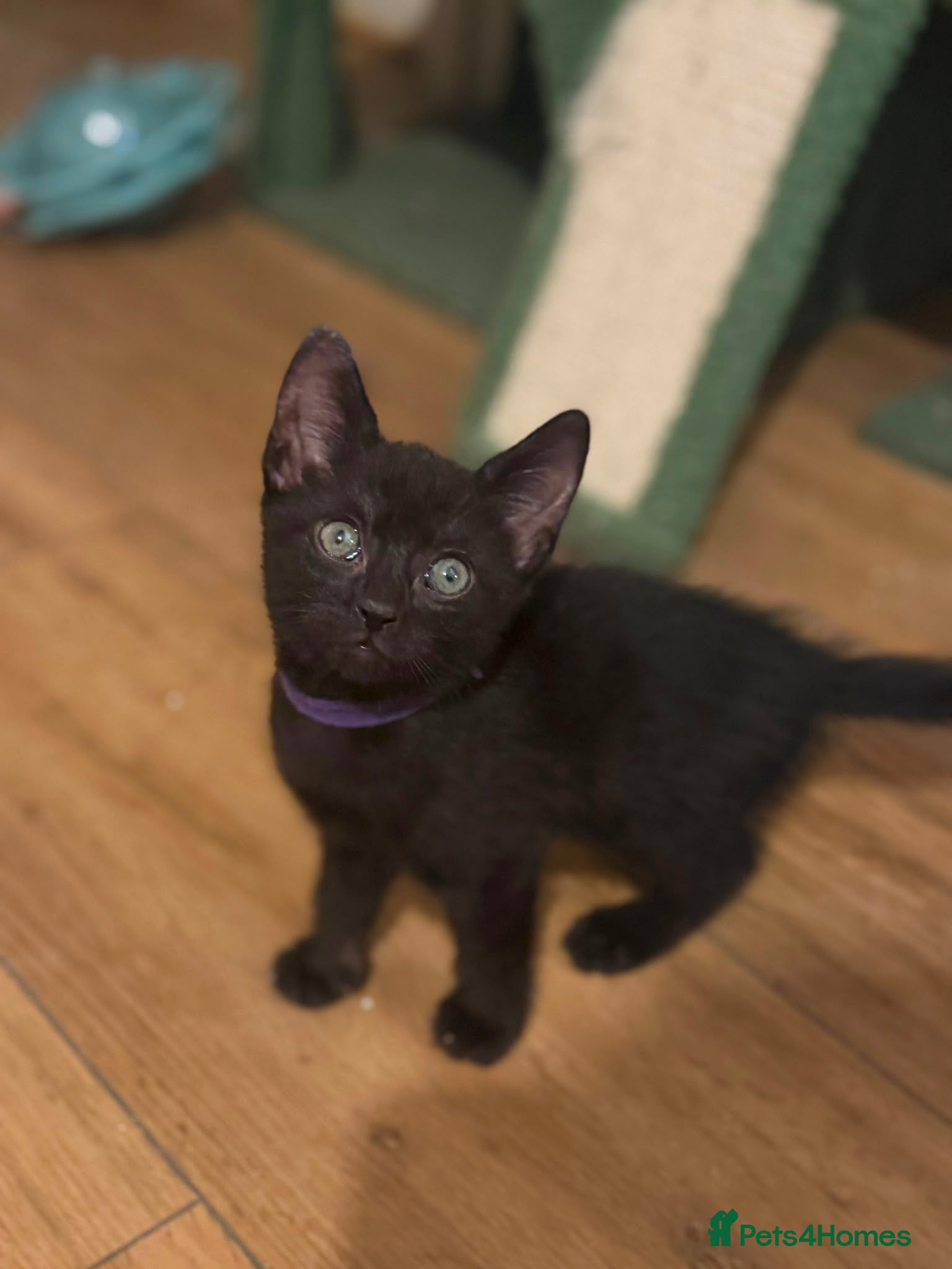 Domestic Shorthair cats 3 beautiful black kittens  - Advert 2