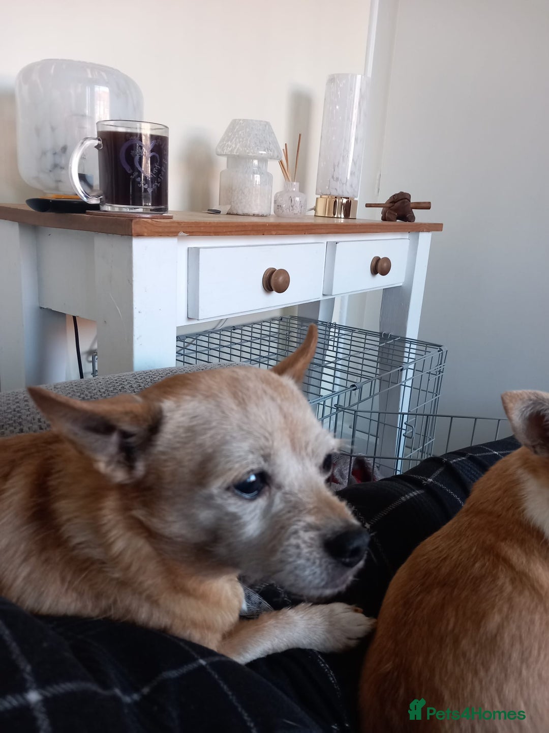 Chihuahua dogs for sale: 2 female chihuahuas - Image 3
