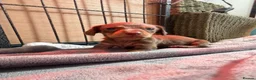 Miniature Dachshund dogs for sale: Beautiful Miniature Dachshund Puppies For sale  in Ormskirk - Advert 6