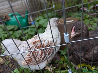 Chickens poultry Hybrid pullets- blue, olive Maran/ leghorn/ buff - Advert 5