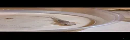 Axolotl reptiles for sale: Baby axolotls in Birmingham - Advert 4