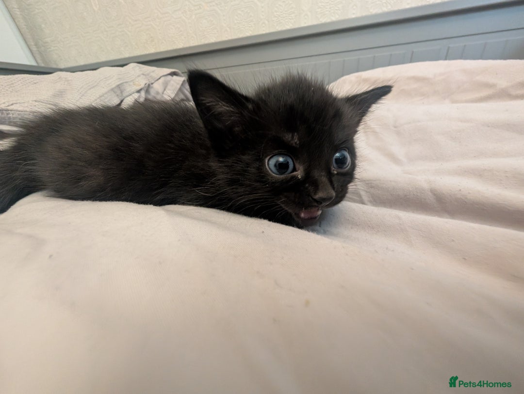 Mixed Breed cats for sale: Jet Black Tabby Kittens & Stunning Tortie Girl  - Advert 4