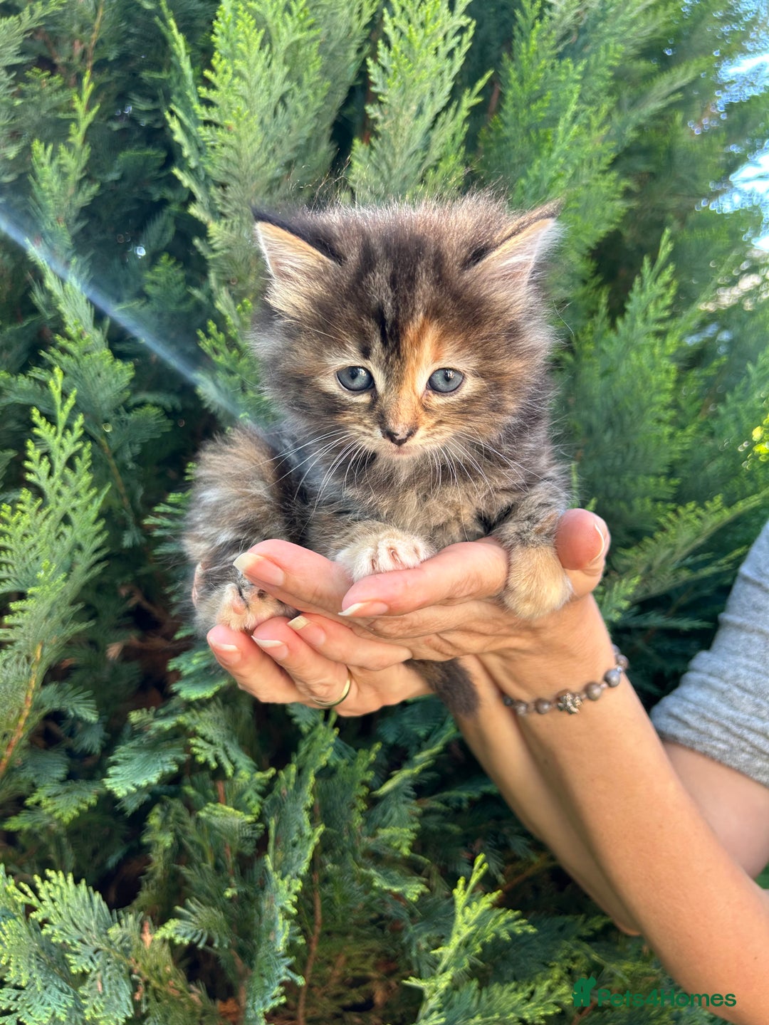 Scottish Fold cats for sale: Adorable Scottish Fold Mix Kittens - Image 1