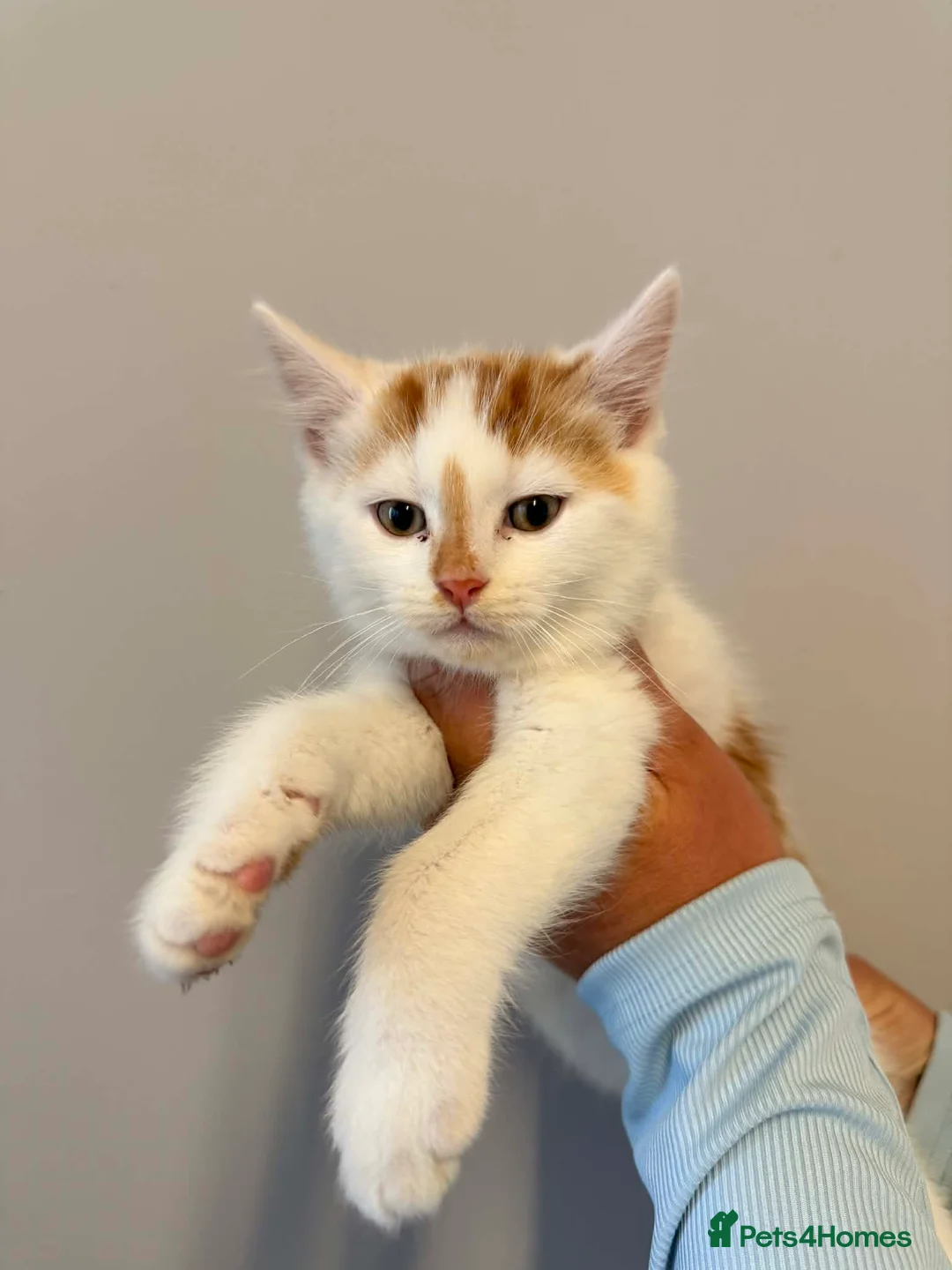 Maine Coon cats for sale: Maine Coon Kittens - Advert 1