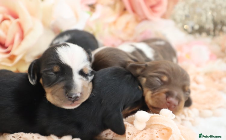 Miniature Dachshund dogs - Advert 2