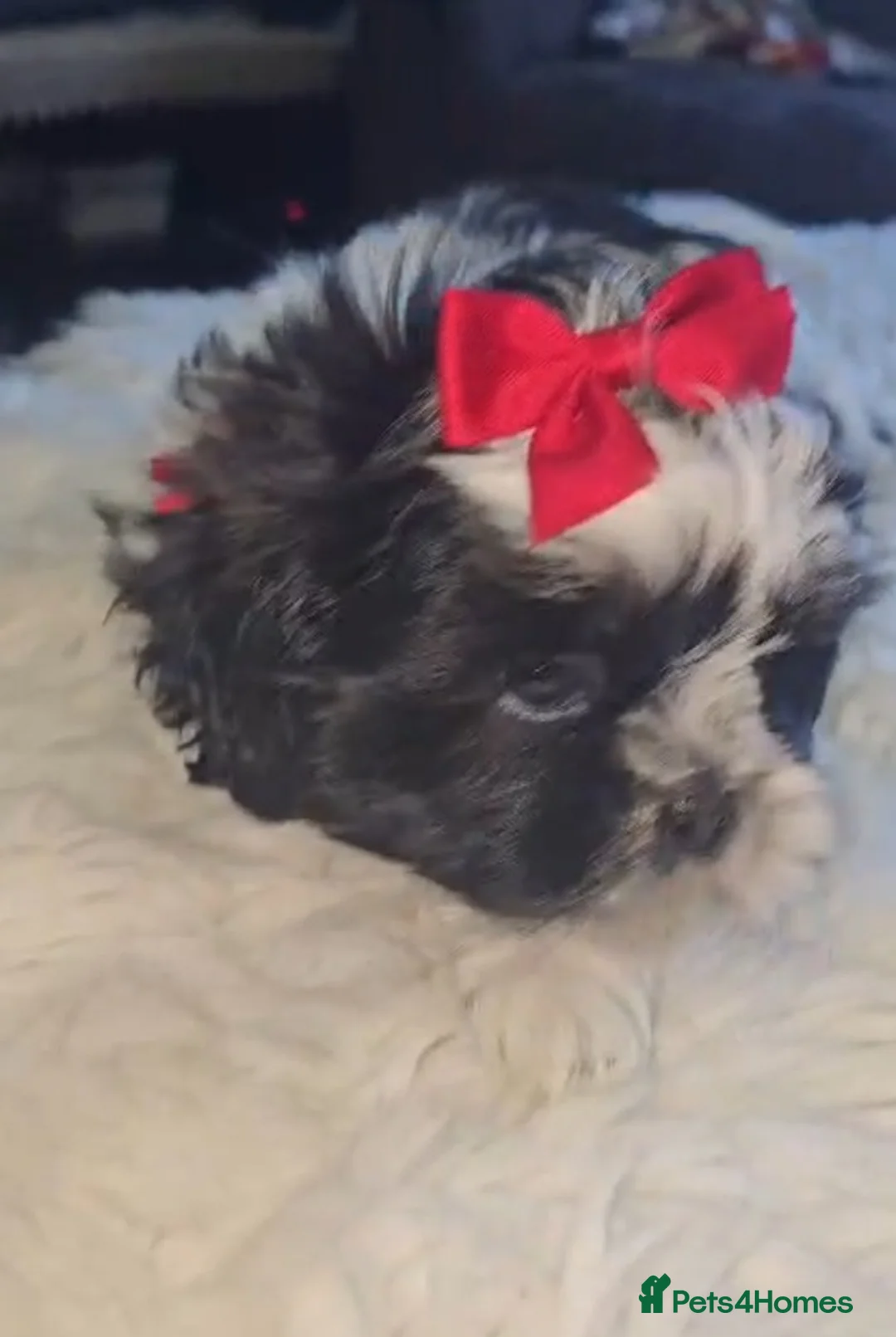 Shih Tzu dogs for sale: Shih Tzu puppies for sale  in Keighley - Advert 2